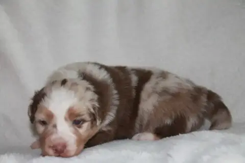 Berger Australien  Chiot N°3 Du Rêve Des Joyaux