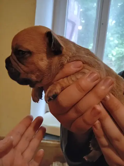 Bouledogue Français  Chiot N°3 Da Cidade Invicta