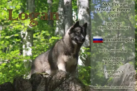 Siberian Husky  Chiot 3 Of Umok'S Dreams photo 2