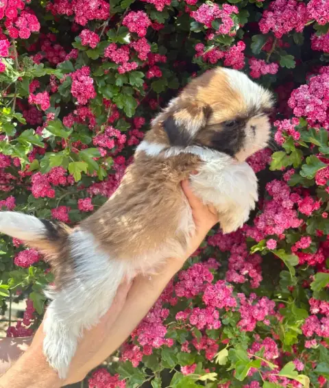 Shih Tzu  Barbidou De La Baronnerie Des Cuillerdier 92be9 photo 3