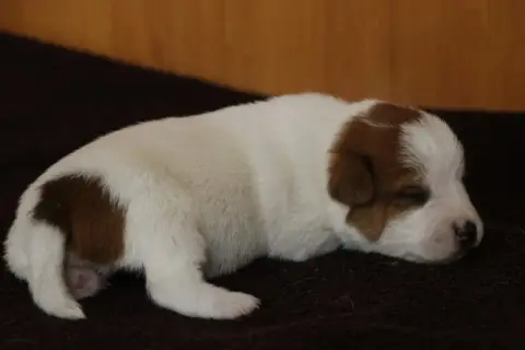 Adopter Jack Russell Terrier  Femelle 2 Des Moulins De Callya abb91