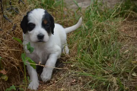 Setter Anglais  Chiot N°6 De La Foret Des Reves Bleus bd8aa