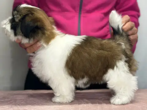 Shih Tzu  Beety- photo 3