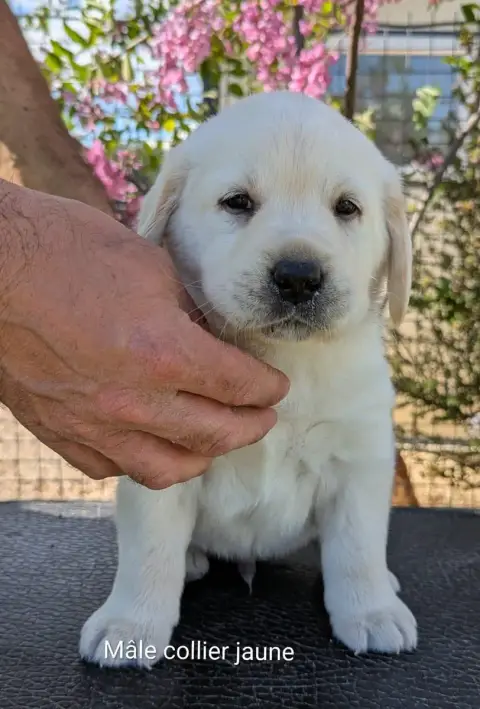 Labrador Retriever photo 2