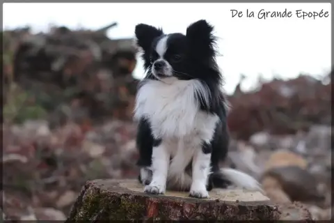 Chihuahua  B... De La Grande Epopée photo 3