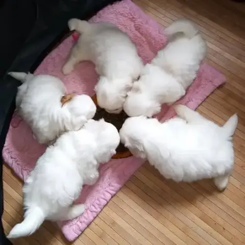 Coton De Tulear  Bingo Des Flocons De Juillet