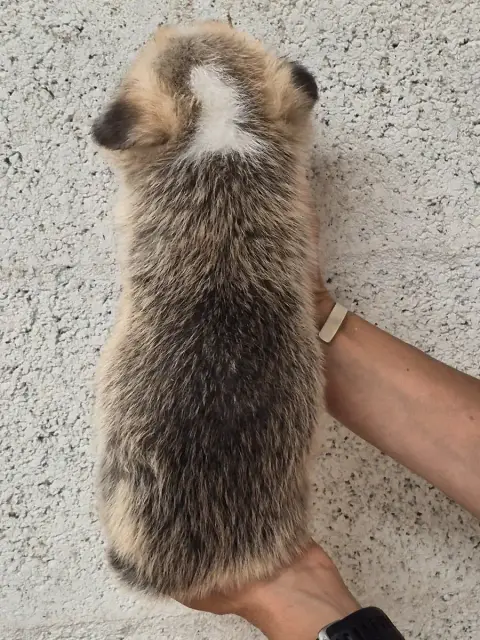 Welsh Corgi Pembroke  B... De Paline photo 2