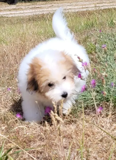 Coton De Tulear 
                        Baxter Des M 83e7d