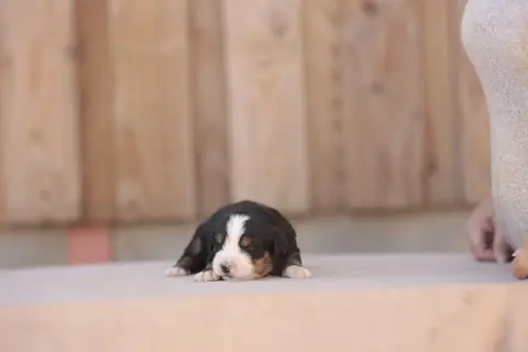 Bouvier Bernois 
                        Chiot 7 De L 8cb5e