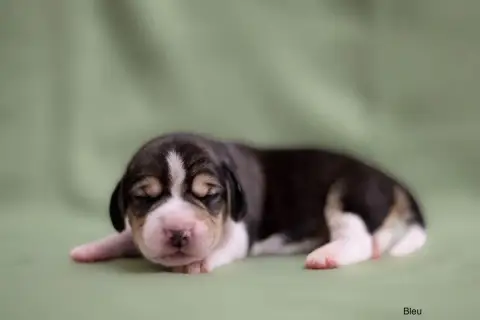 Beagle  Collier Bleu Du Domaine D'Amandine photo 2