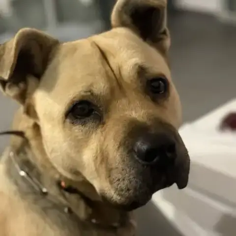 Chien Rox À L Adoption