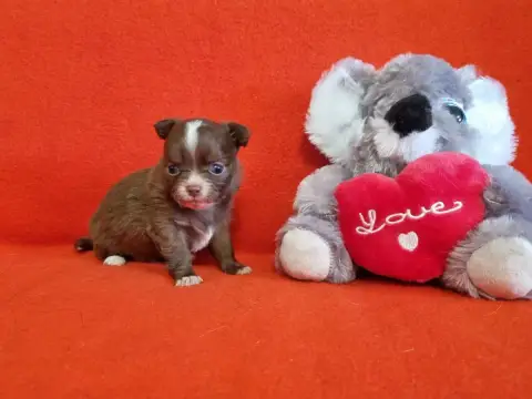 Chihuahua  Chiot N°2 De L'Hacienda Del Matador
