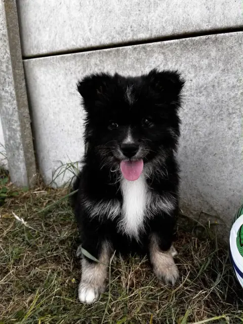 Chien Finnois De Laponie  Babou Du Domaine Des Trolls 8bbea