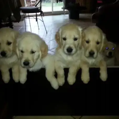 Superbe Lignée De Golden Retriever Lof