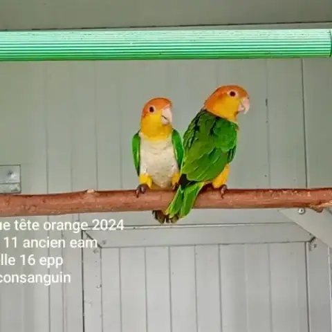 Caiques À Tête Orange