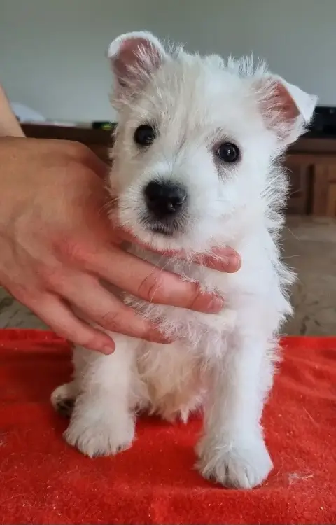 West Highland White Terrier  Chiot N°2 004 Des Hirond 7e254 photo 3
