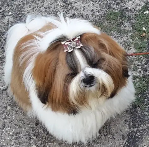 Shih Tzu  Boom Joli C Ur Des Princesses De L'Orb photo 3