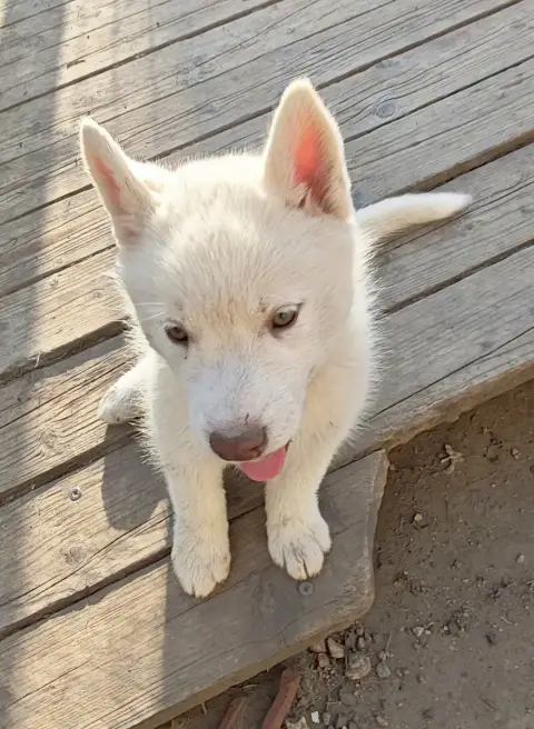 Siberian Husky  Bishop Of Bright Star Syrius photo 2