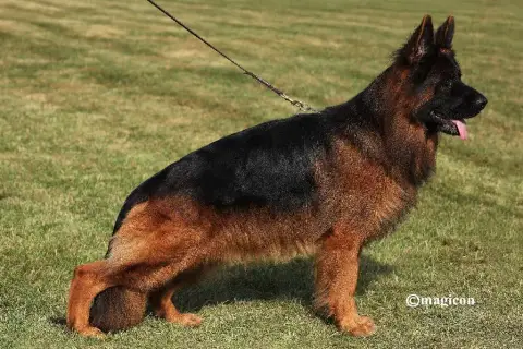 Berger Allemand Poil Long  Collier Rose Of Guardians  b30e9 photo 2