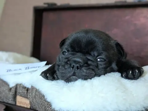 Bouledogue Français  Black Barth