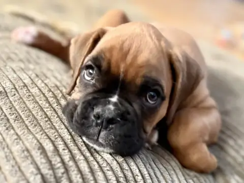 Boxer  Blue Des Allées Du Vau Rozet
