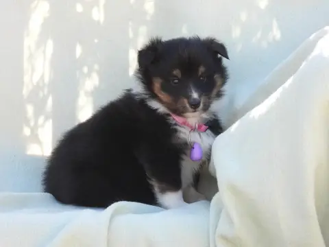 Shetland Sheepdog  Chiot N°4 Du Sapin Vert photo 2
