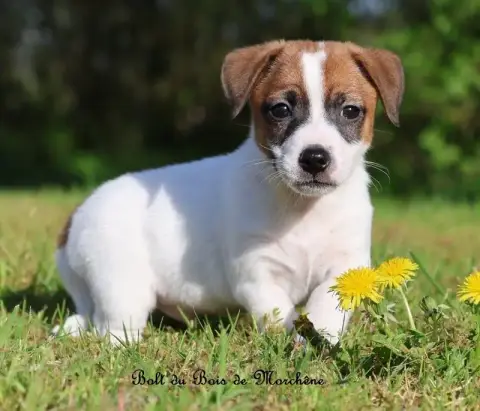 Jack Russell Terrier  Bolt Du Bois De Morchène photo 3