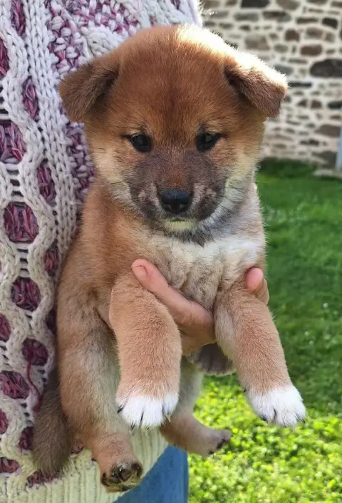 Shiba  Chiot N°4 Du Sceau-