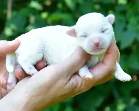 Coton De Tulear  Chiot N°3 De Dame Nature