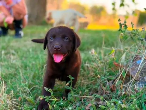 Labrador Retriever 
                        Bohème De 1bcf3
