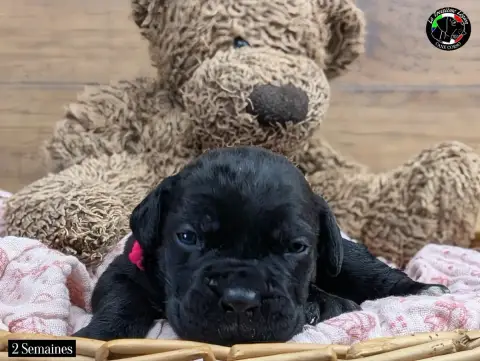 Cane Corso  Collier Rose De La Treizieme Legion photo 2
