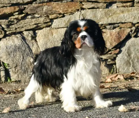 Cavalier King Charles Spaniel  Billy Du Rougaillou photo 2