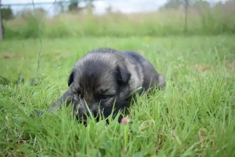 Berger Allemand Poil Long  Chiot N°1 Une Patte De Dia 50f08 photo 3