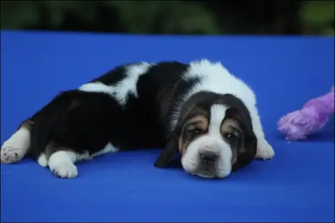 Basset Hound  Chiot 3 De La Flamme Sacrée D'Hestia