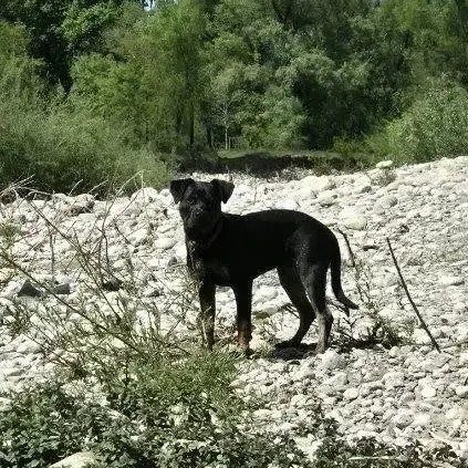 Chien Kyro À L Adoption