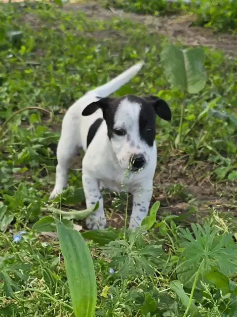Jack Russell Terrier  Bipbip Du Clos Des Loutres photo 2