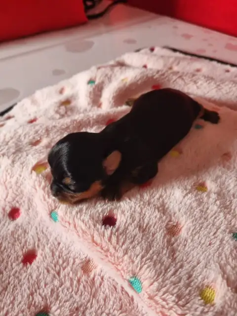 Yorkshire Terrier  Becky-
