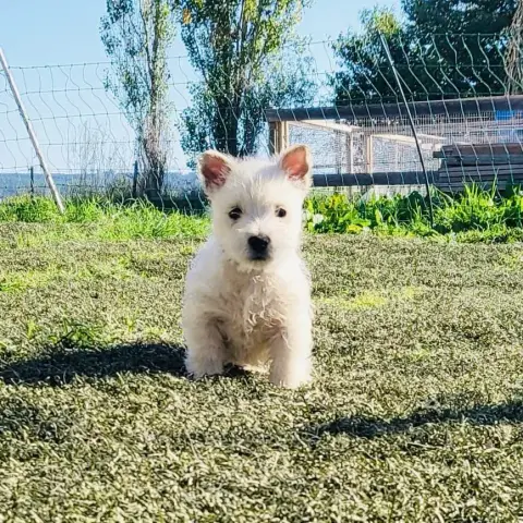 West Highland White Terrier  Baloo