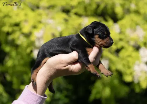 Pinscher Nain photo 2