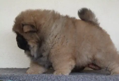 Chow Chow  Bamboo Du Clos Sara photo 3