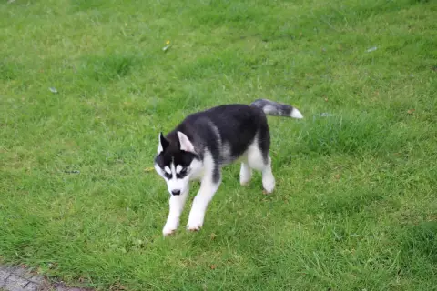 Siberian Husky  Chiot N°4 Des Legendes Du Triskel photo 3