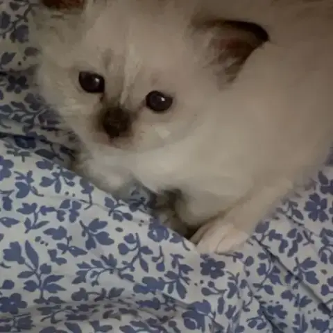 À Réserver : Magnifiques Femelles Sacré De Birmanie