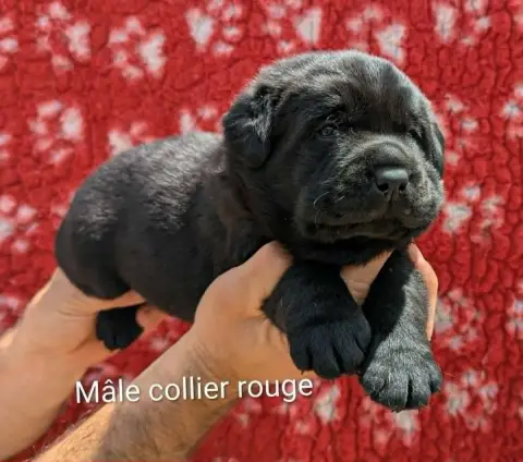Labrador Retriever  Mâle Noir, Collier Rouge Du Domai 8358a