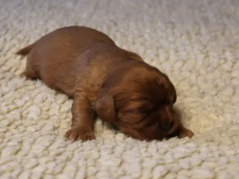 Cavalier King Charles Spaniel  Chiot N°1 Du Clos D'Ar ea9e0