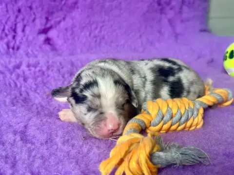 Berger Américain Miniature  Mâle Bleu Merle Du Domain 0415c