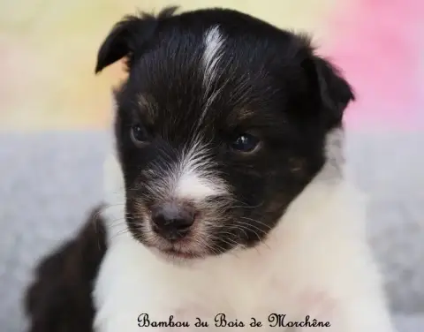 Shetland Sheepdog  Bambou Du Bois De Morchène photo 2