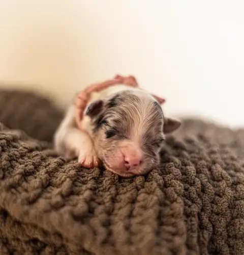 Berger Australien  Beautiful Dream Shepherds Of Dream 30e73