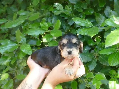Cocker Spaniel Anglais  Femelle Zibeline Collier Bleu 711d1