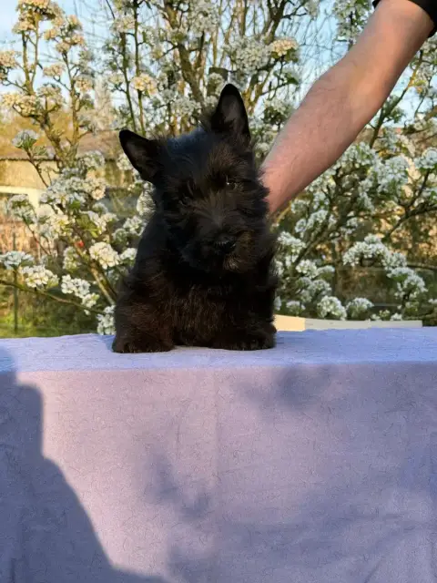 Scottish Terrier  Femelle Plus Grosse Gabéric'S