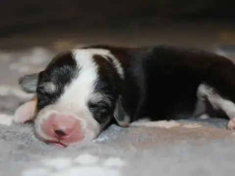 Welsh Corgi Pembroke  Chiot N°7 Du Clos D'Arlequin photo 3